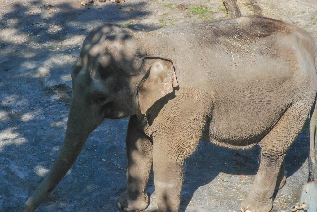 @Bronx Zoo, NY By Juyeon